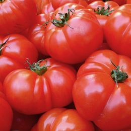 Tomate diversification